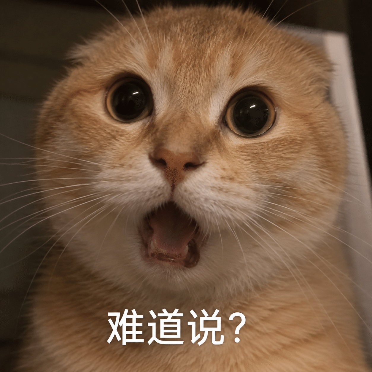写实耄耋